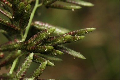 APII jpeg image of Eragrostis cilianensis  © contact APII