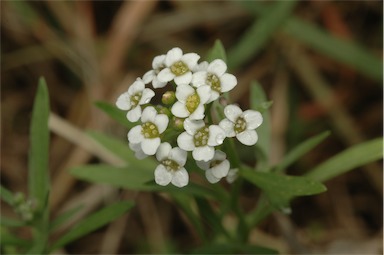 APII jpeg image of Lobularia maritima  © contact APII