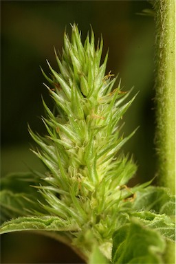 APII jpeg image of Amaranthus retroflexus  © contact APII