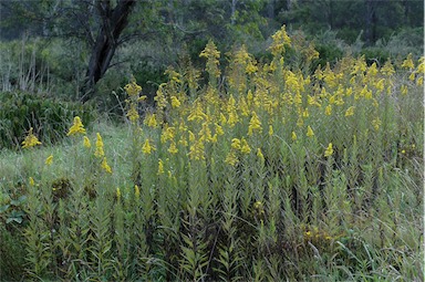 APII jpeg image of Solidago altissima subsp. altissima  © contact APII