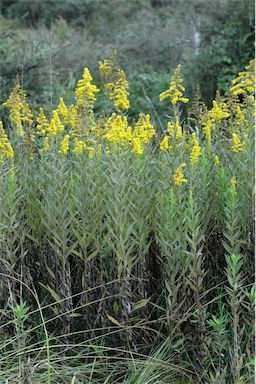 APII jpeg image of Solidago altissima subsp. altissima  © contact APII