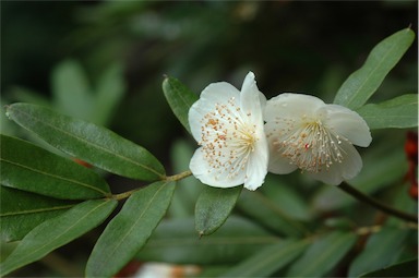 APII jpeg image of Eucryphia moorei  © contact APII