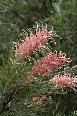 APII jpeg image of Grevillea 'Majestic'  © contact APII