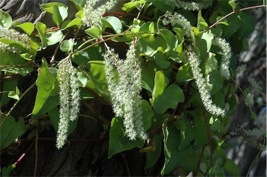 APII jpeg image of Anredera cordifolia  © contact APII