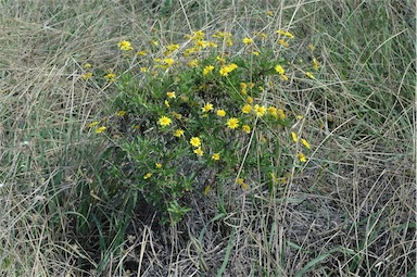 APII jpeg image of Euryops chrysanthemoides  © contact APII