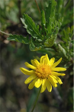 APII jpeg image of Euryops chrysanthemoides  © contact APII