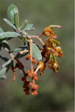 APII jpeg image of Grevillea floribunda subsp. floribunda  © contact APII