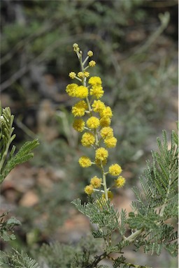 APII jpeg image of Acacia mollifolia  © contact APII