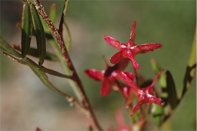 APII jpeg image of Dodonaea heteromorpha  © contact APII