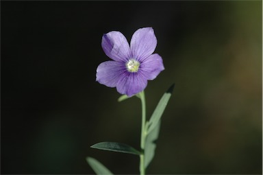 APII jpeg image of Linum marginale  © contact APII