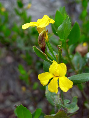 APII jpeg image of Goodenia ovata  © contact APII