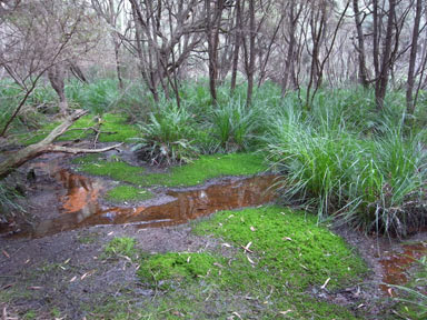 APII jpeg image of Sphagnum cristatum  © contact APII