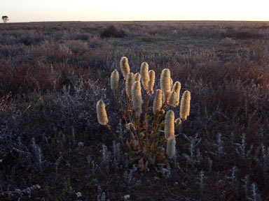 APII jpeg image of Ptilotus nobilis  © contact APII