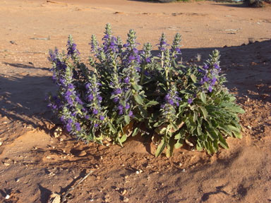 APII jpeg image of Ajuga australis  © contact APII