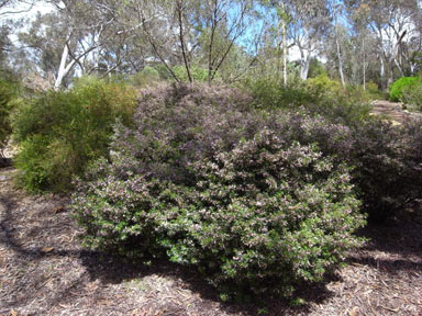 APII jpeg image of Boronia muelleri 'Sunset Serenade'  © contact APII