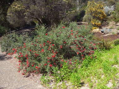 APII jpeg image of Kunzea pulchella  © contact APII