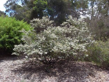 APII jpeg image of Prostanthera lasianthos var. subcoriacea  © contact APII