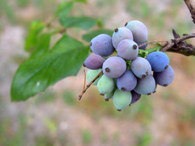 APII jpeg image of Berberis aquifolium  © contact APII