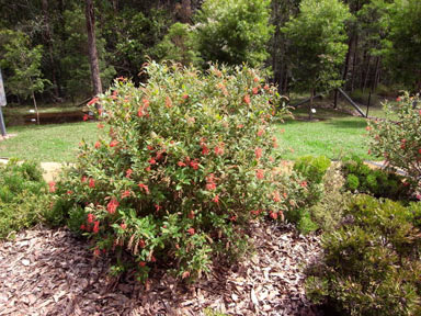 APII jpeg image of Grevillea rhyolitica  © contact APII