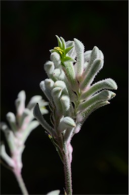 APII jpeg image of Anigozanthos 'Bush Diamond'  © contact APII