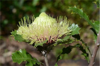 APII jpeg image of Banksia heliantha  © contact APII