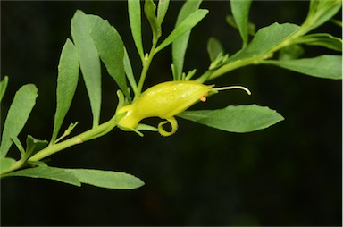 APII jpeg image of Eremophila glabra 'Minginew Gold'  © contact APII