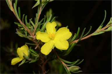 APII jpeg image of Hibbertia riparia  © contact APII