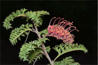 APII jpeg image of Grevillea bipinnatifida 'Jingle Bells'  © contact APII