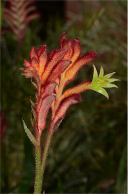 APII jpeg image of Anigozanthos 'Bush Volcano'  © contact APII