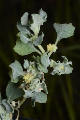 APII jpeg image of Atriplex holocarpa  © contact APII