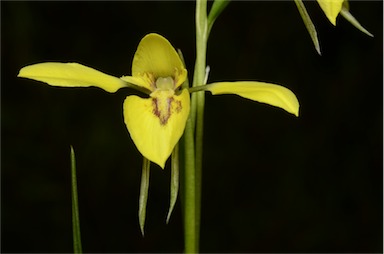 APII jpeg image of Diuris lanceolata  © contact APII