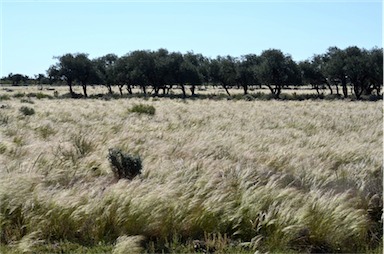 APII jpeg image of Stipa sp.  © contact APII