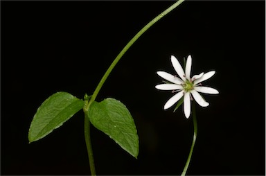 APII jpeg image of Stellaria flaccida  © contact APII