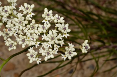 APII jpeg image of Conospermum longifolium var. angustifolium  © contact APII