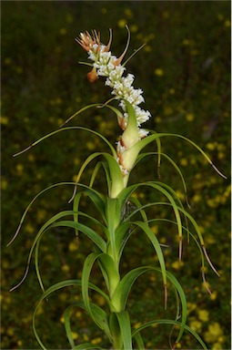 APII jpeg image of Dracophyllum oceanicum  © contact APII