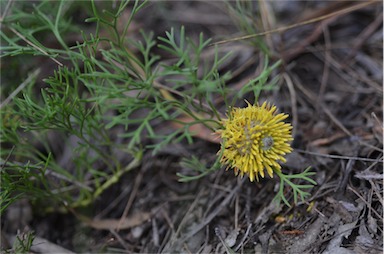 APII jpeg image of Isopogon prostratus  © contact APII