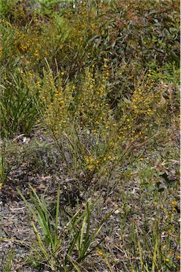 APII jpeg image of Daviesia leptophylla  © contact APII