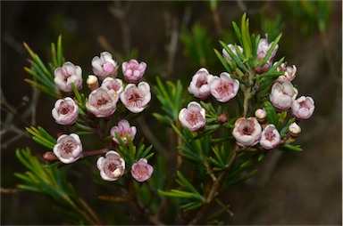 APII jpeg image of Chamelaucium floriferum 'Lady Jennifer'  © contact APII