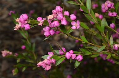 APII jpeg image of Boronia heterophylla  © contact APII