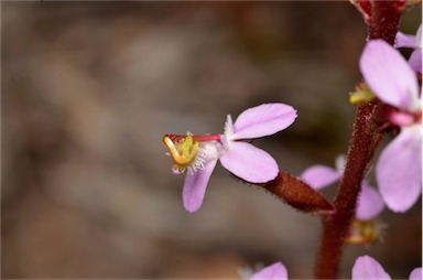 APII jpeg image of Stylidium graminifolium  © contact APII