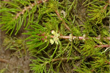 APII jpeg image of Myriophyllum verrucosum  © contact APII