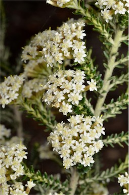 APII jpeg image of Ozothamnus ericifolius subsp. reflexus  © contact APII