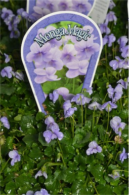 APII jpeg image of Viola 'Monga Magic'  © contact APII