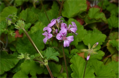 APII jpeg image of Pelargonium 'Applause'  © contact APII