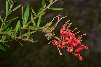 APII jpeg image of Grevillea 'Amber Glow'  © contact APII