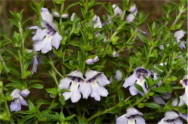 APII jpeg image of Prostanthera 'Pigeon Blue'  © contact APII