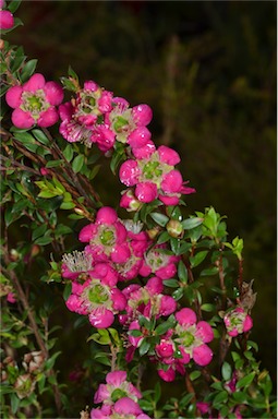 APII jpeg image of Leptospermum 'Lipstick'  © contact APII