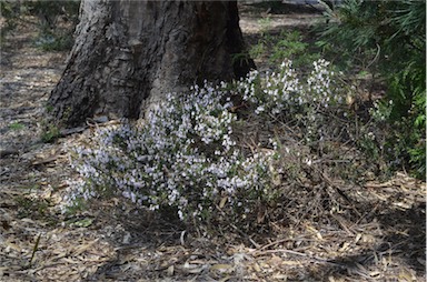 APII jpeg image of Prostanthera 'Poorinda Ballerina'  © contact APII