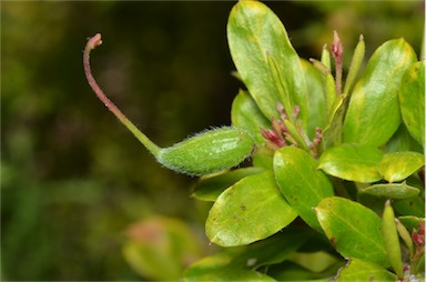 APII jpeg image of Grevillea masonii  © contact APII