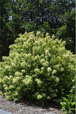 APII jpeg image of Backhousia myrtifolia  © contact APII